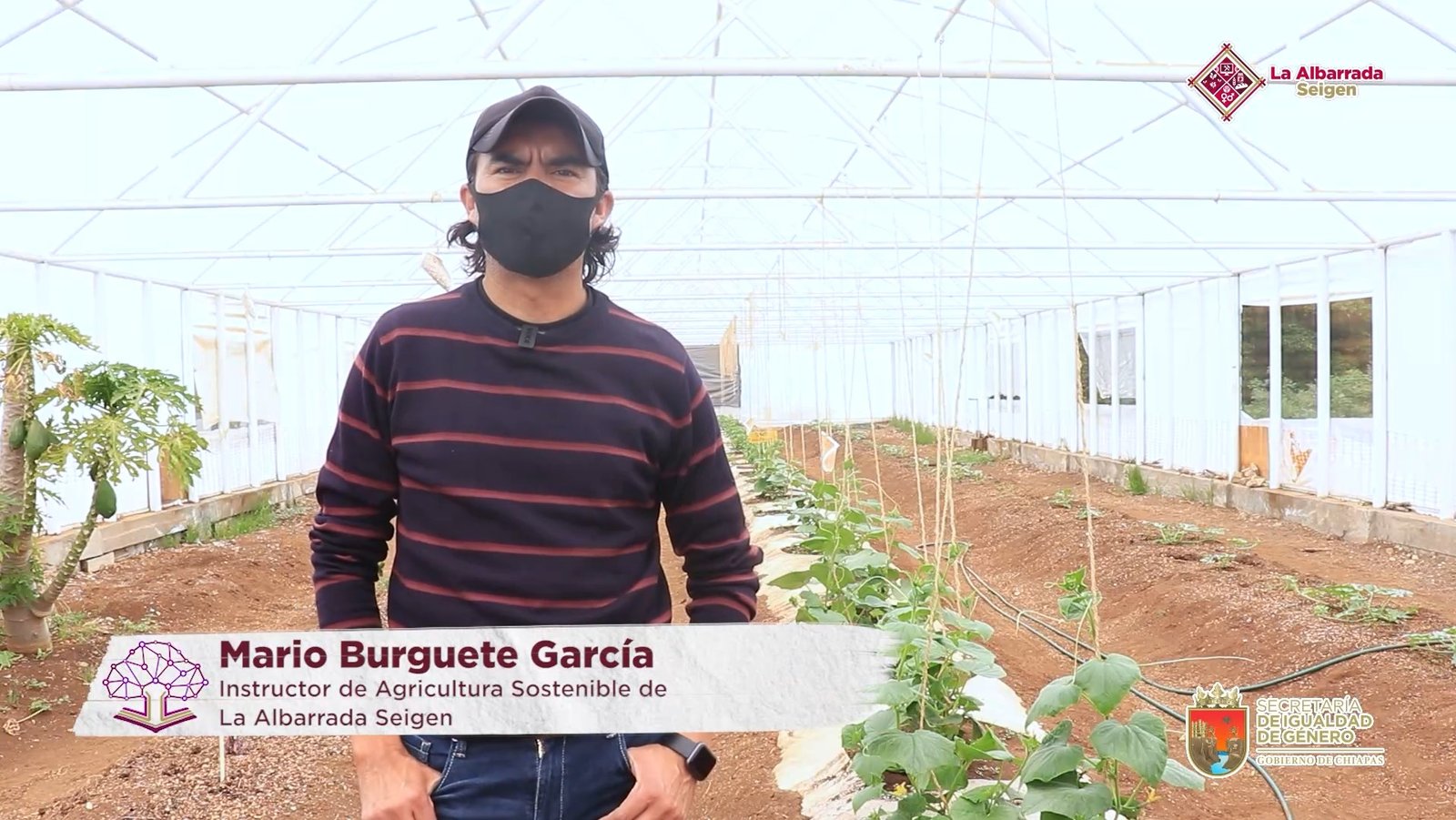 ¿Cómo cuidar nuestros huertos de pepino?